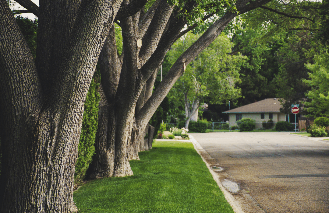 Durham Tree-lined residential street representing Lux Furniture Rentals' Durham Region delivery service area.