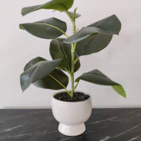 RubberPlantClearance